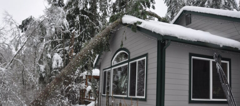 tree fallen on roof