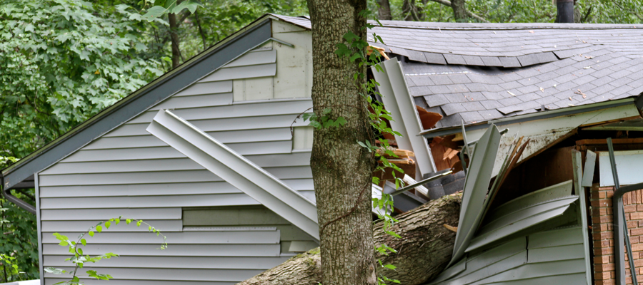 tree fallen on roof