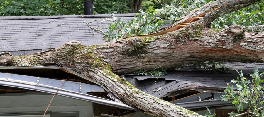 tree fallen on tree